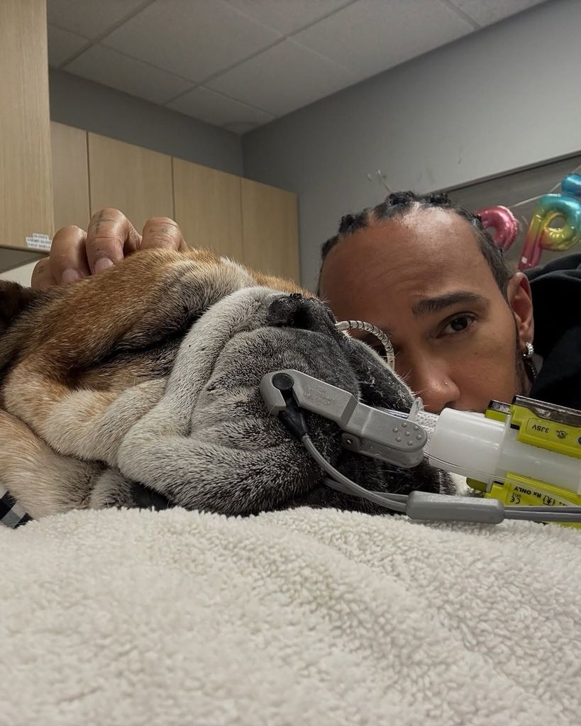Lewis Hamilton cùng chú chó bulldog Roscoe, tháng 9 năm 2025