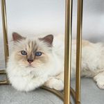 Thema Choupette Lagerfeld