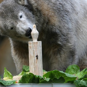 Das sind die berühmtesten Tiere des Jahres 2011