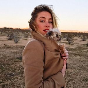 Hunde eingeschmuggelt: Amber Heard droht doch kein Prozess!