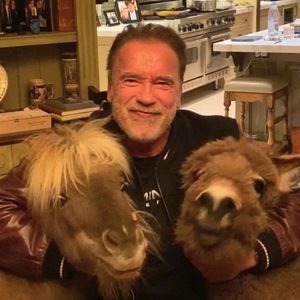 Arnold Schwarzenegger bleibt mit Mini-Pferd und Esel daheim