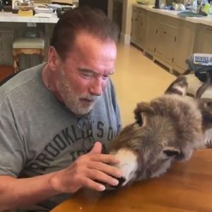 Bezaubernd: Arnie Schwarzenegger singt seinem Esel Ständchen