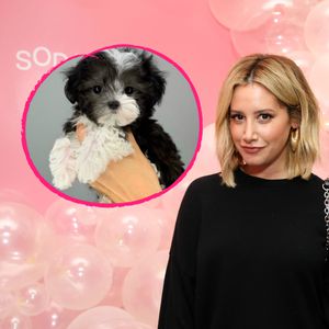 Nach Tod des Hundes: Ashley Tisdale hat neuen Vierbeiner