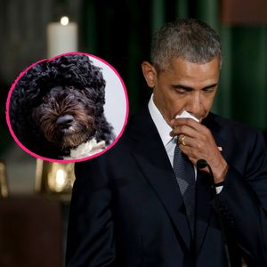 "Wahrer Freund": Barack Obamas Hund Bo stirbt mit 12 Jahren