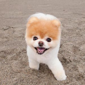 Pomeranian Boo: Der süßeste Hund der Welt ist verstorben!