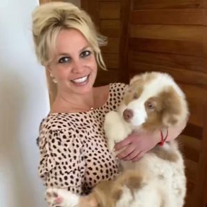 Scheidungsdrama mit Sam: Britney Spears fürchtet um Hunde