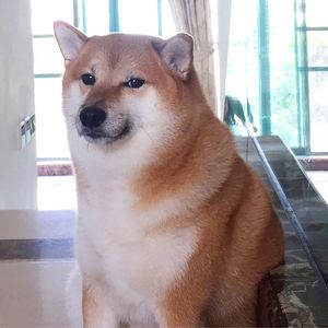 Nach Krebskampf: Meme-Hund Cheems stirbt mit zwölf Jahren!