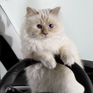 Erbstreit: Keine Mäuse für Karl Lagerfelds Katze Choupette