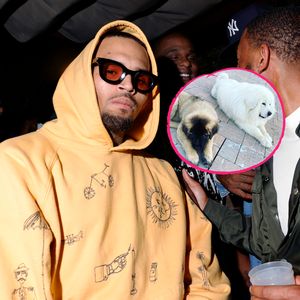 Blutiger Hundeangriff: Chris Brown in Millionenhöhe verklagt