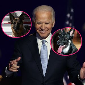 Anders als Trump: Biden zieht mit zwei Hunden ins Weiße Haus