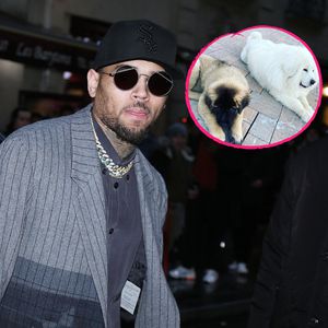 Chris Brown verklagt: Hat sein Hund eine Frau angegriffen?