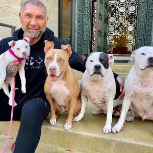 Dave Bautista mietet Privatjet für seine geliebten Hunde