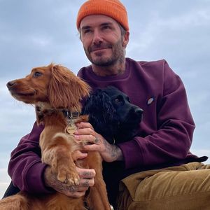 Endlich vereint: David Beckham ist wieder bei seinen Hunden