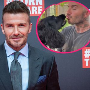 Große Tierliebe: David Beckham füttert Hunde mit dem Mund
