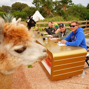 Camping-Recall: DSDS-Zuschauer bekommen Dschungelcamp-Vibes