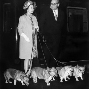 Nach Queen Elizabeths Tod: Wer kümmert sich um ihre Tiere?