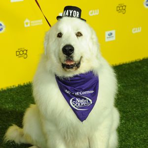 Tierischer Bürgermeister: Kult-Hund Duke the Mayor gestorben