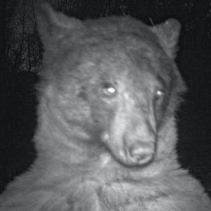 Netz amüsiert sich: Bär macht 400 Selfies mit Wildkamera