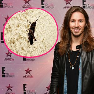Nach "Masked Singer": Gil Ofarim wird von Grashüpfer besucht