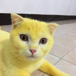 Pikachu, bist du's? Gelbe Katze wird zum gefeierten Netz-Hit
