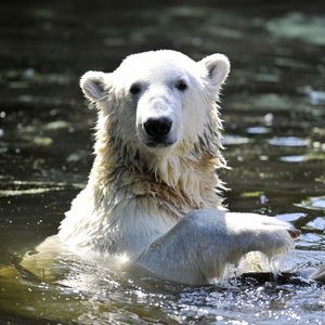 Zehnter Todestag: Berliner Eisbär Knut bleibt unvergessen