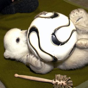 Eisbär Lars (†23) ist tot: Knuts Papa wurde eingeschläfert!