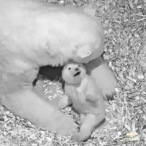 Sooo niedlich: Berlins neues Eisbären-Baby ist ein Mädchen!