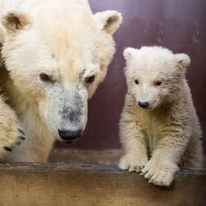 Eisbär-Baby im Tierpark Berlin: Tonja hat Nachwuchs bekommen