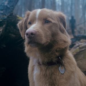 Offener Brief: Wird es bald Oscar für tierische Stars geben?