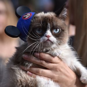 Fast 570.000 Euro Schadensersatz: Grumpy Cat gewinnt Prozess