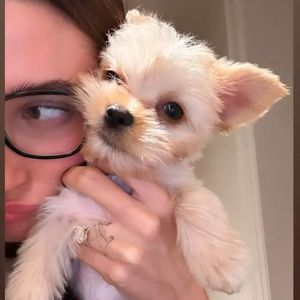 Wie goldig! Hailey und Justin Biebers neues Familienmitglied