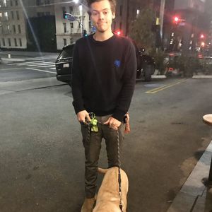 Harry Styles hat für Fremden auf dessen Hund aufgepasst