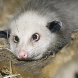 Heidi, das schielende Opossum ist tot