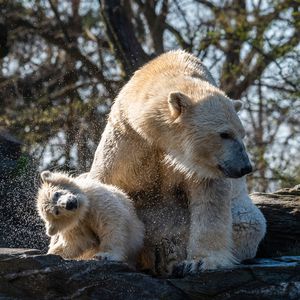 Zu spät entdeckt: Eltern von Eisbär Hertha sind Geschwister