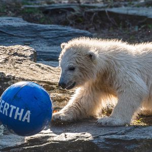 Kicker-Stars feiern: Berliner Eisbär-Baby heißt echt Hertha!