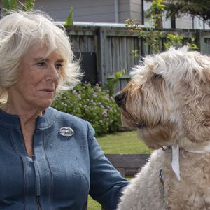 Na hoppla: Camilla und dieser Hund haben die gleiche Frisur!