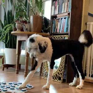 TikTok erobert: Dieser Hund spricht mit seinem Frauchen