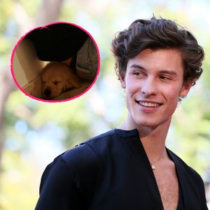 Shawn Mendes kuschelnd: Er liebt seinen neuen Hund Tarzan!