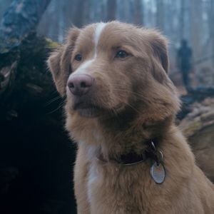 Ungewöhnlich: Filmhund gewinnt Preis als bester Schauspieler