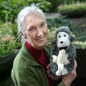 Nach Tod: Netflix veröffentlicht Dokuserie mit Jane Goodall