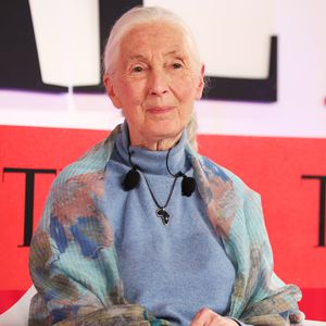 Todesursache bestätigt: Daran starb Jane Goodall (†91)