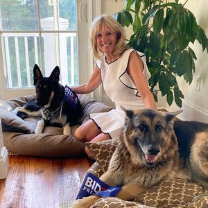 Jill bestätigt: Joe Bidens Hund ist zurück im Weißen Haus