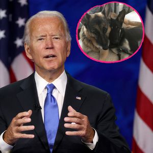 Zu viel Biss fürs Weiße Haus? Bidens Hunde müssen ausziehen