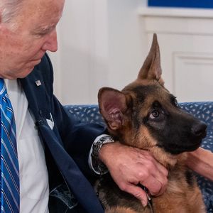 Bissiger Hund: 24 Sicherheitsmänner von Joe Biden verletzt