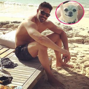 Fans vermissen ihn: Wo ist Joe Manganiellos Hund Bubbles?