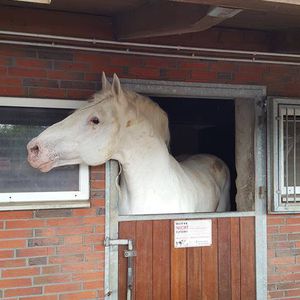 Tamme Hankens Pferd "Jumper" starb wegen eines Giftanschlags
