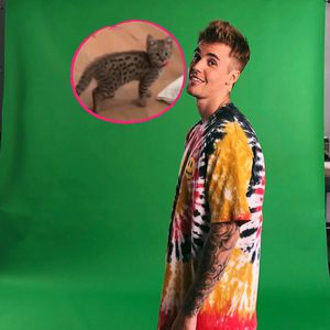 Einfach goldig! Justin Bieber stellt Fans Katze Sushi vor