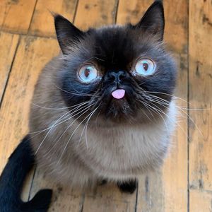 Schielender Flauscheball: Dieser Kater erobert das Netz!