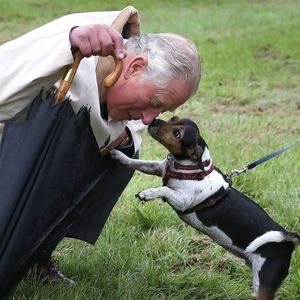 König Charles wünscht sich neuen Hund für den Palast