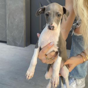 Süßer Familienzuwachs: Kylie Jenner zeigt ihren neuen Hund!